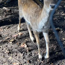 Békéscsaba Zoo - Békéscsaba
