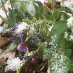 Budakeszi Town Square - Budakeszi