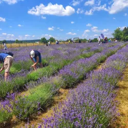 Budakeszi Town Square - Budakeszi
