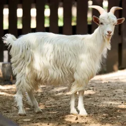 Budakeszi Wildlife Park - Budakeszi