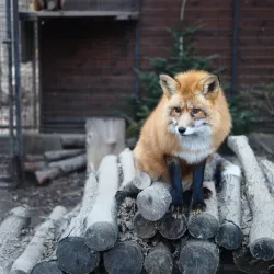 Budakeszi Wildlife Park - Budakeszi