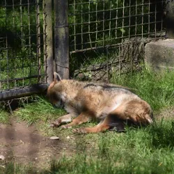 Budakeszi Wildlife Park - Budakeszi