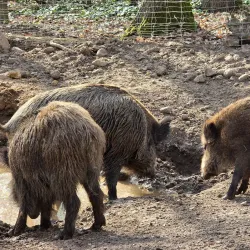 Budakeszi Wildlife Park - Budakeszi