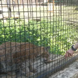 Forest Adventure Park - Budakeszi
