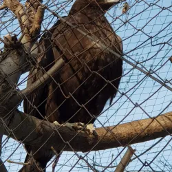 Forest Adventure Park - Budakeszi