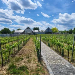 Local Vineyards and Wine Tasting - Budakeszi