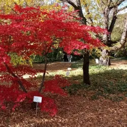 Budaörs Arboretum - Budaörs (Budaors)