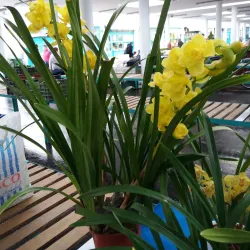 Cegléd Market Hall - Cegled