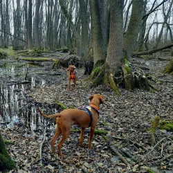 Dabas Arboretum - Dabas