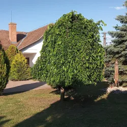 Dabas Town Museum - Dabas