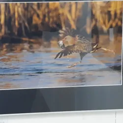 Kossuth Square - Dabas