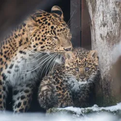 Debrecen Zoo and Amusement Park - Debrecen