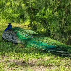 Debrecen Zoo and Amusement Park - Debrecen