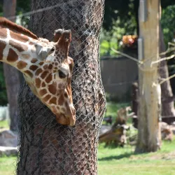 Debrecen Zoo and Amusement Park - Debrecen