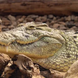 Debrecen Zoo and Amusement Park - Debrecen