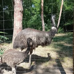 Debrecen Zoo and Amusement Park - Debrecen