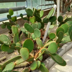 University of Debrecen Botanical Garden - Debrecen