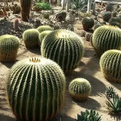 University of Debrecen Botanical Garden - Debrecen