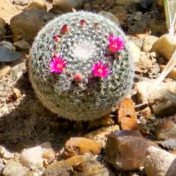 University of Debrecen Botanical Garden - Debrecen