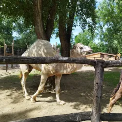 Xantus János Zoo - Gyor