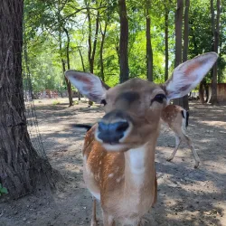 Xantus János Zoo - Gyor