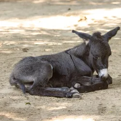 Xantus János Zoo - Gyor