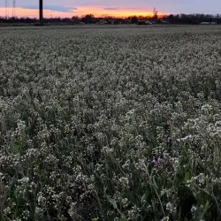 Nearby Ráckeve Town - Halásztelek