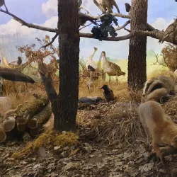 Balaton Museum - Heviz