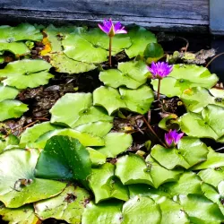 Heviz Thermal Lake - Heviz