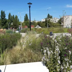 City Park (Városi Park) - Hodmezovasarhely (Hódmezővásárhely)