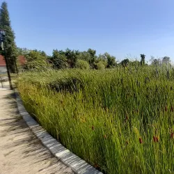 City Park (Városi Park) - Hodmezovasarhely (Hódmezővásárhely)