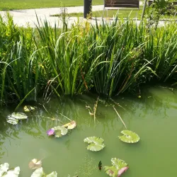 City Park (Városi Park) - Hodmezovasarhely (Hódmezővásárhely)