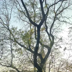 Kossuth Square - Hodmezovasarhely (Hódmezővásárhely)