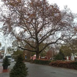 Kossuth Square - Hodmezovasarhely (Hódmezővásárhely)