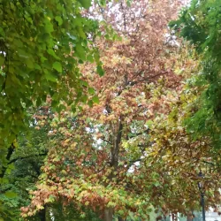 Kossuth Square - Hodmezovasarhely (Hódmezővásárhely)