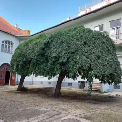 Kecskemét Synagogue - Kecskemet