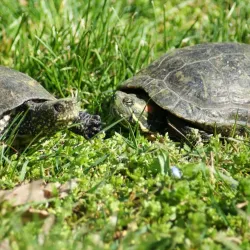 Kecskemét Zoo and Botanical Garden - Kecskemet