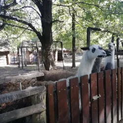 Kecskemét Zoo and Botanical Garden - Kecskemet