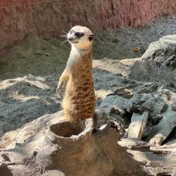 Kecskemét Zoo and Botanical Garden - Kecskemet