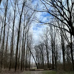 Danube Riverbank near Érd - Érd