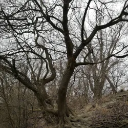 Danube Riverbank near Érd - Érd