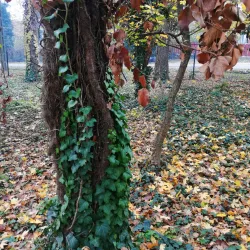 Érd Arboretum - Érd