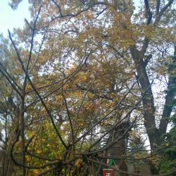 Érd Arboretum - Érd