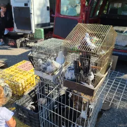 Érd Market Hall - Érd