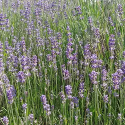 Budapest City Center - Üröm