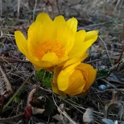 Budapest City Center - Üröm
