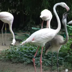 Budapest Zoo & Botanical Garden - Üröm