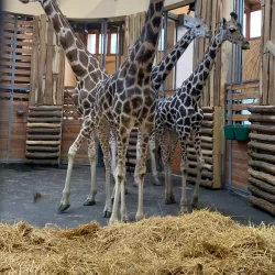 Budapest Zoo & Botanical Garden - Üröm