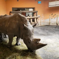 Budapest Zoo & Botanical Garden - Üröm