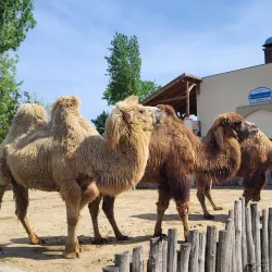Budapest Zoo & Botanical Garden - Üröm